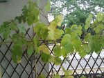 Feuilles qui jaunissent