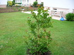 lilas2.JPG