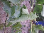 vigne 1Photos-0017_PhotoRedukto.jpg