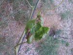 vigne 2Photos-0018_PhotoRedukto.jpg