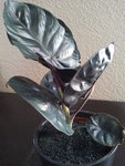 petit bijou Alocasia Black Magic.jpg