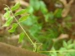 DSC08042.JPG