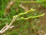 DSC08040.JPG