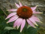 echinacea.JPG