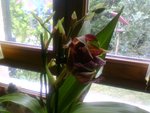orchide 2.jpg