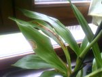 orchidé3.jpg