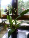 orchidé1.jpg