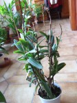 DSCF5042.jpg