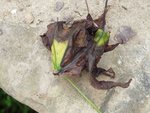 detail de feuilles