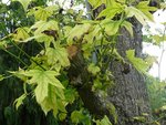 branches.jpg