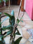 DSCF5045.jpg