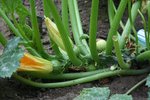 courgette.jpg