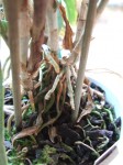 DSCF5047.jpg