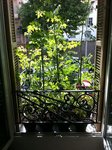 La plantation en générale
