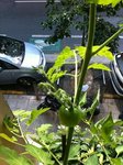 Une tomate cerise qui murit doucement mais les fleurs mitoyennes ne se transforment pas en fruit...