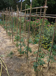 DSCF1197.jpg