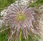 anch-fleurdesmontagnes_gd.jpg