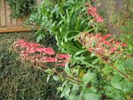 jardin 009.jpg