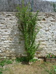 arbre.jpg