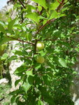 fruit.jpg