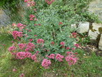 fleur1.JPG