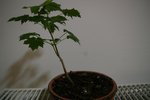IMGP0906.JPG