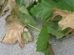 feuillesbrulees.jpg