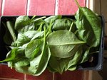 110605_epinards.JPG
