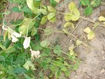 DSC05868.JPG