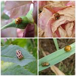 coccinelles 1.jpg
