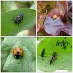 coccinelles 2.jpg