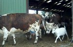 chevre vl.jpg