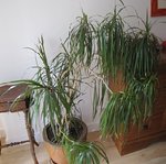 IMG_0602.JPG