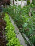 tomates en extérieur 2.jpg