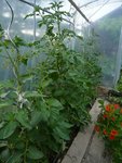 tomates sous serre.jpg