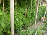 tomates sous abri.jpg
