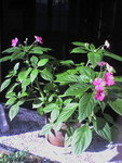 voici la plante goutte de sang
