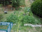 à gauche jungle herbe pour tortue<br />à droite jungle de tomates &quot;sauvage&quot;