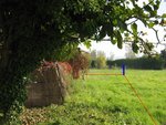 Pour vous donner une idée : le bout de champs &quot;récupéré&quot; (sous un autre angle) : le trait bleu représente la borne de la propriété, les traits rouges le tracé approximatif. (au premier plan à gauche un figuier qui est aujourd'hui tout débarrassé de son lierre)