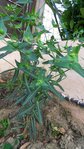 plante inconnue.jpg