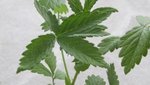 Herbe à puce?