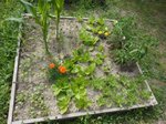 tomate, chicoree, laitue, maïs, radis