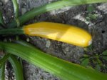 courgette