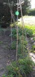 Première plantation de tomates : Plate de Château, Jaune Grosse Lisse, Marbled Green. <br />Derrière : mes cucurbitacées : potirons et courgettes.