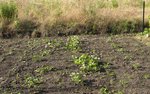 Les melons : à gauche plants repiqués, à droite semis en pleine terre.
