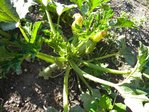 courgettes.jpg