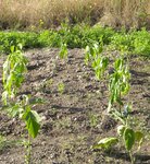 devant : aubergines (1 plant de violettes, un plant de blanches)