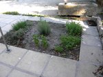 Milieu : romarin et autour, dans l'ordre : estragon (tout petit encore), ciboulette, thym, basilic, persil, menthe. cachée derrière le romarin deux plants de stévia pour essayer.