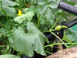 Courgette 004 copie.jpg