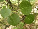 Les feuilles